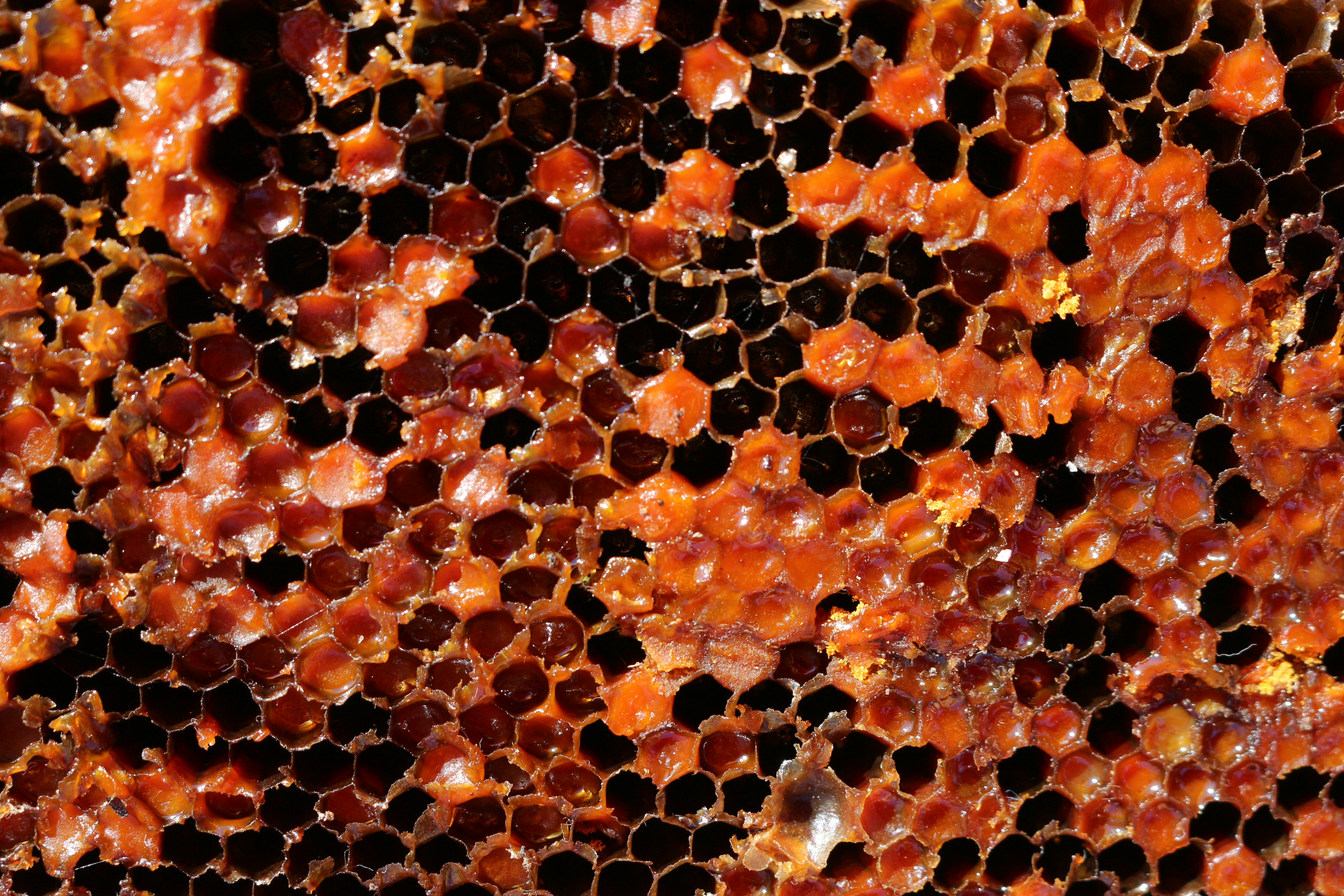 Close up of honeycomb cells filled with golden honey, dark shadows between cells, macro photography