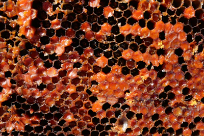 Close-up of a textured honeycomb pattern symbolizing structured collaboration and growth.
