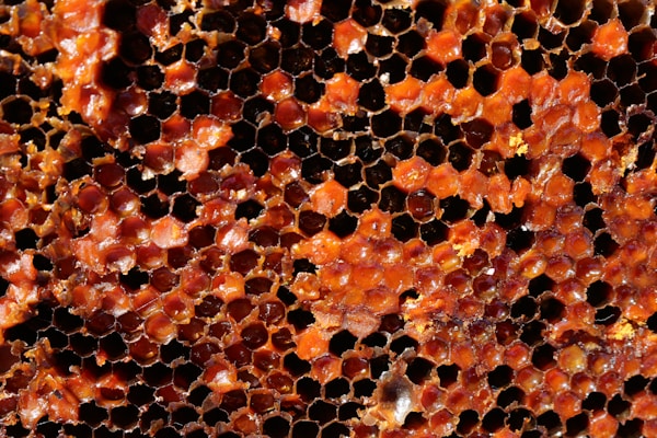 A close-up view of a honeycomb structure with hexagonal cells. The cells are filled with an amber-colored substance, possibly honey or propolis, providing a glossy and textured appearance. The pattern is repeated across the image, showcasing the natural geometry and intricacy of the honeycomb.