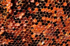 A close-up view of a honeycomb structure with hexagonal cells. The cells are filled with an amber-colored substance, possibly honey or propolis, providing a glossy and textured appearance. The pattern is repeated across the image, showcasing the natural geometry and intricacy of the honeycomb.