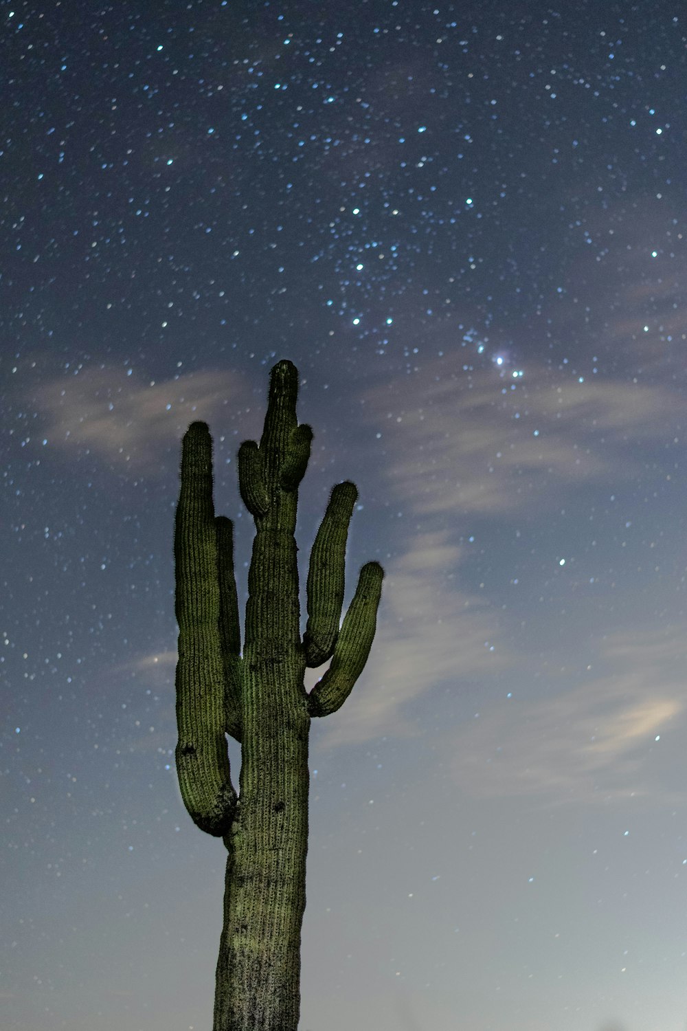 low angle photography of green cactus