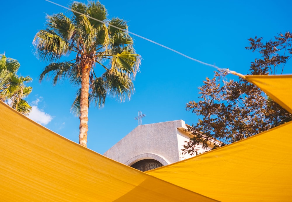 green palm tree near building during daytime