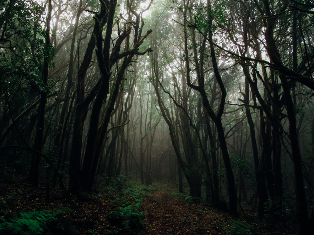 sunlight pierce through woods