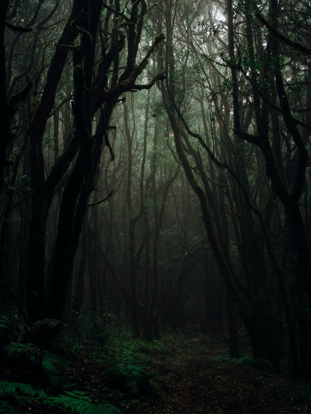 forest during daytime