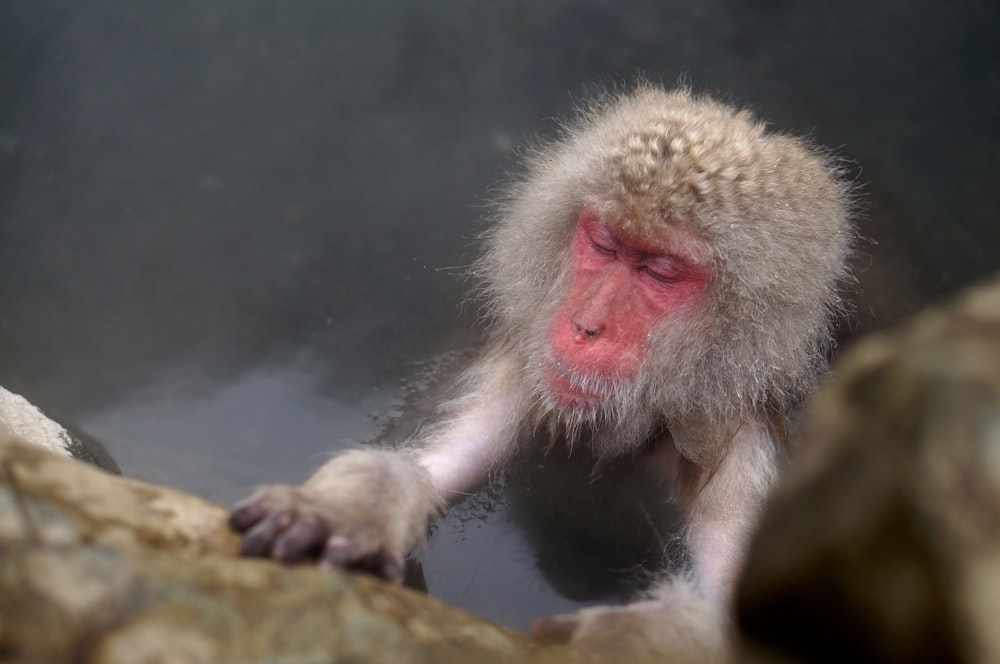 brown primate on body of water