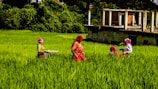 A group of people wearing colorful clothing are working in a lush green field. The field is surrounded by dense foliage, and a partially constructed building is in the background. The people appear engaged in agricultural activities, with one holding a basket.