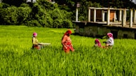 A group of people wearing colorful clothing are working in a lush green field. The field is surrounded by dense foliage, and a partially constructed building is in the background. The people appear engaged in agricultural activities, with one holding a basket.