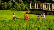 A group of people wearing colorful clothing are working in a lush green field. The field is surrounded by dense foliage, and a partially constructed building is in the background. The people appear engaged in agricultural activities, with one holding a basket.