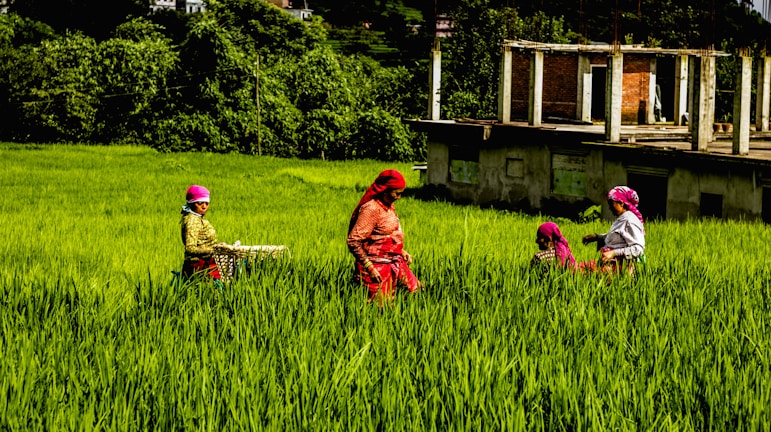 A group of people wearing colorful clothing are working in a lush green field. The field is surrounded by dense foliage, and a partially constructed building is in the background. The people appear engaged in agricultural activities, with one holding a basket.
