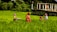 A group of people wearing colorful clothing are working in a lush green field. The field is surrounded by dense foliage, and a partially constructed building is in the background. The people appear engaged in agricultural activities, with one holding a basket.