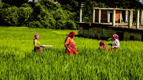 A group of people wearing colorful clothing are working in a lush green field. The field is surrounded by dense foliage, and a partially constructed building is in the background. The people appear engaged in agricultural activities, with one holding a basket.