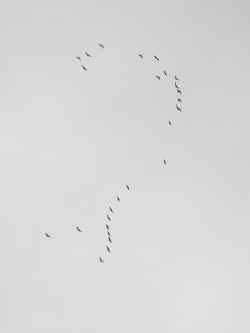 flock of flying birds