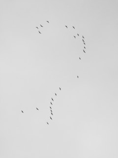 flock of flying birds