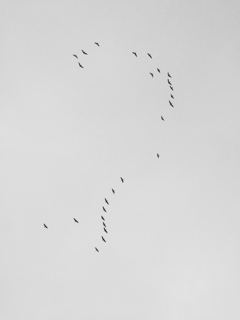 flock of flying birds