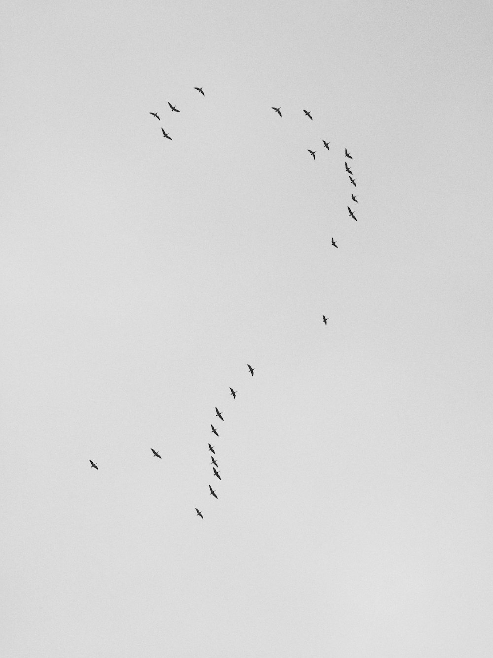 stormo di uccelli volanti