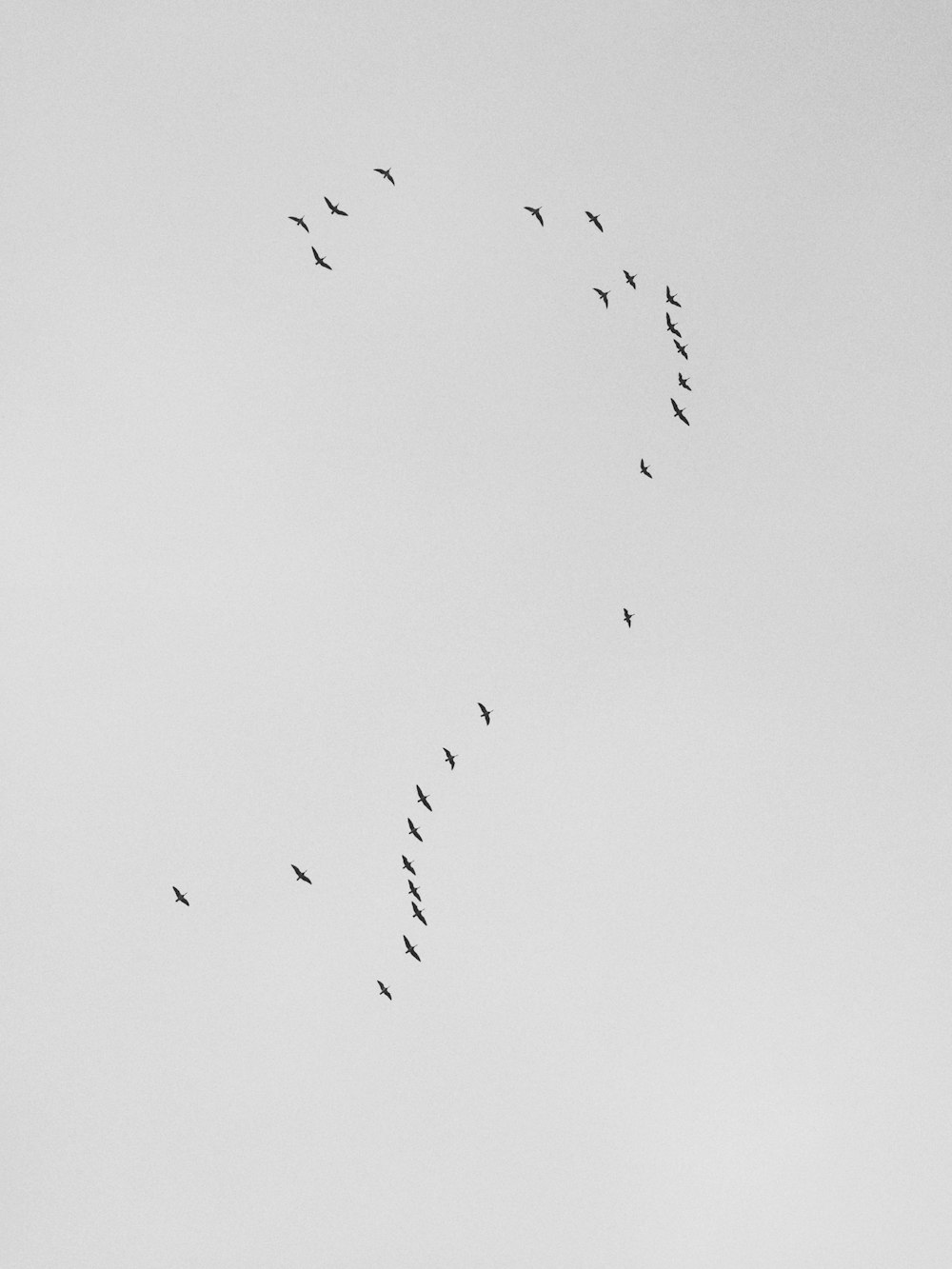 空飛ぶ鳥の群れ