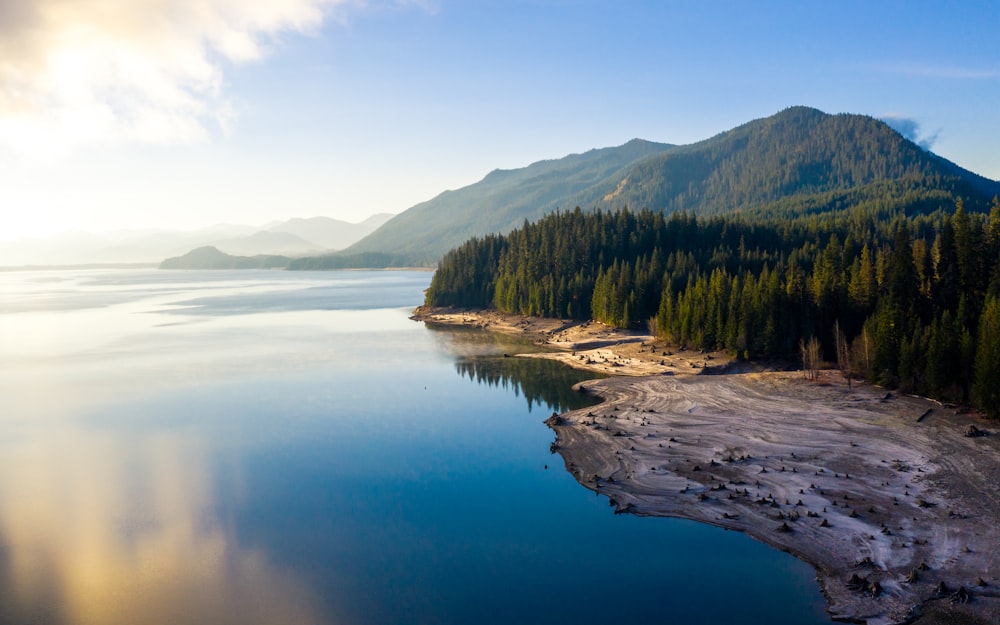 body of water near forest