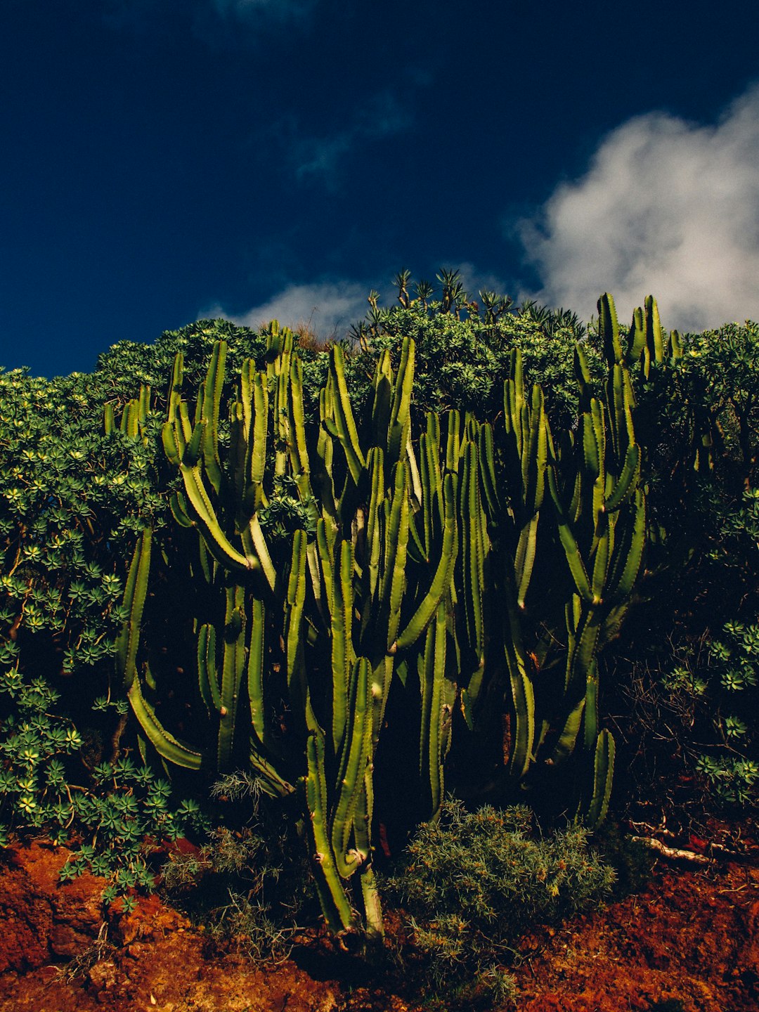 cactus during daytime