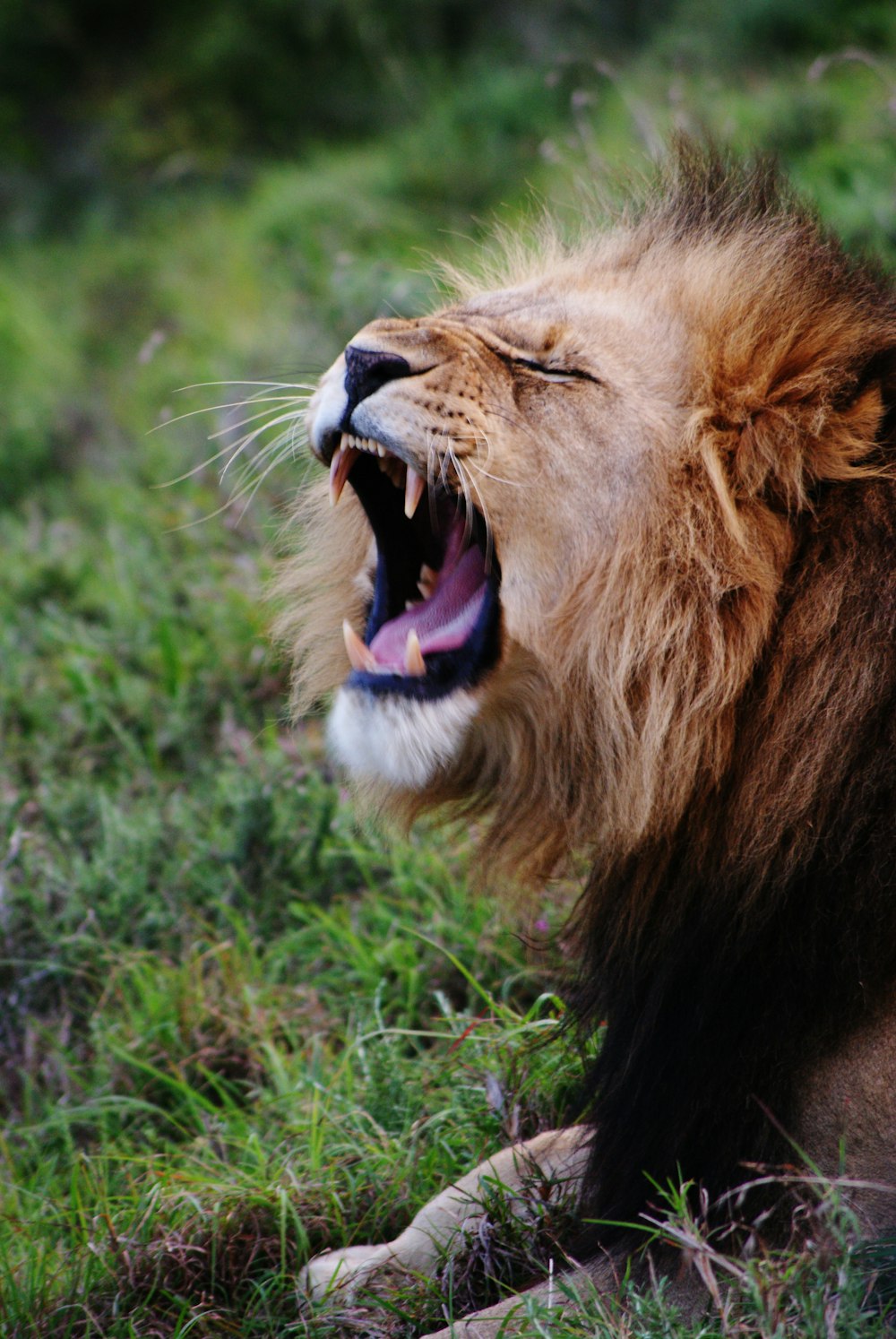 あくびをするライオン