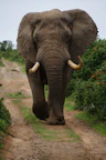 gray elephant walking beside green plants during daytime
