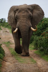 gray elephant walking beside green plants during daytime