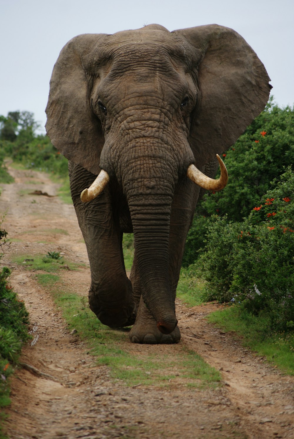 gray elephant walking beside green plants during daytime