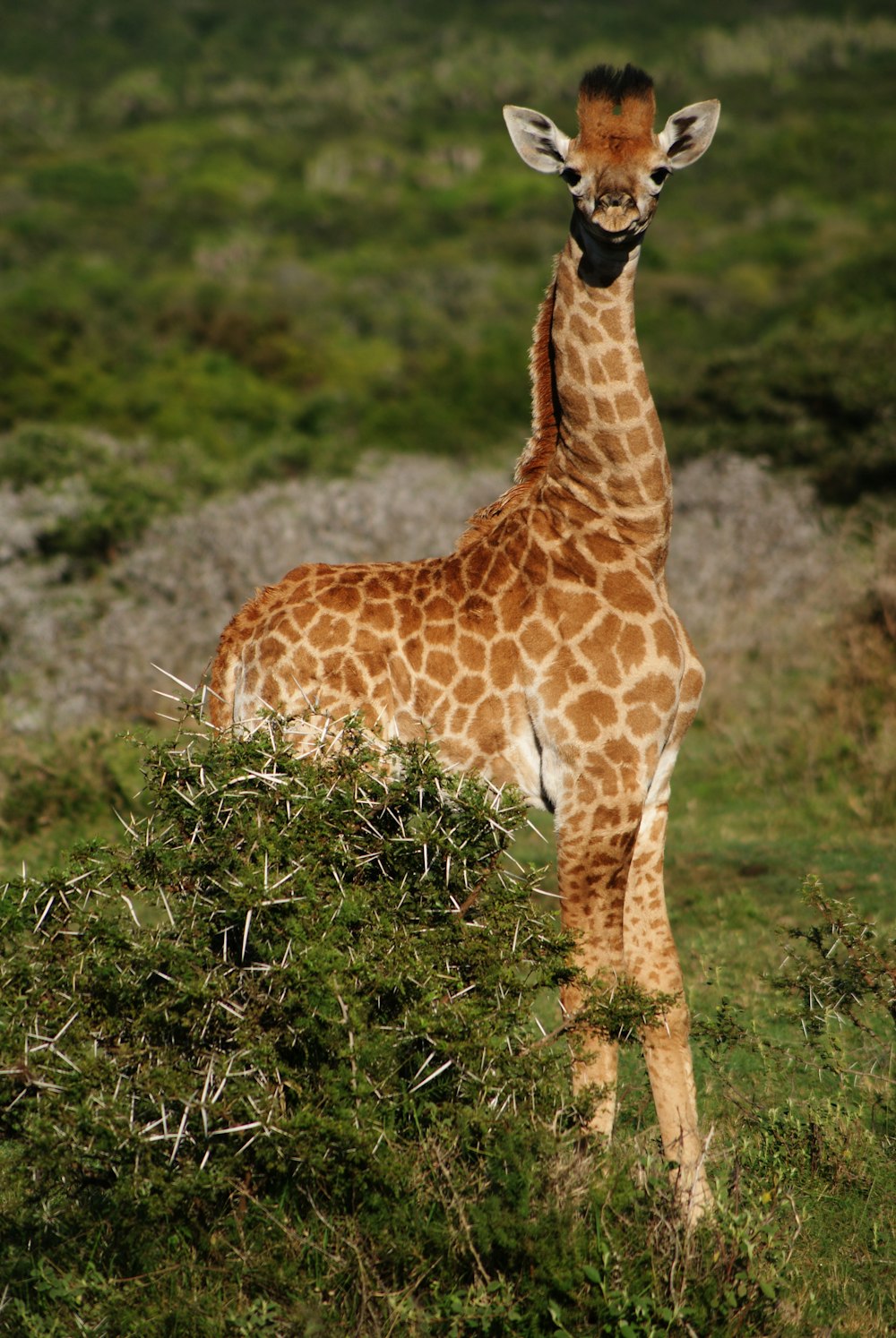 Girafe brune debout à côté de plantes vertes