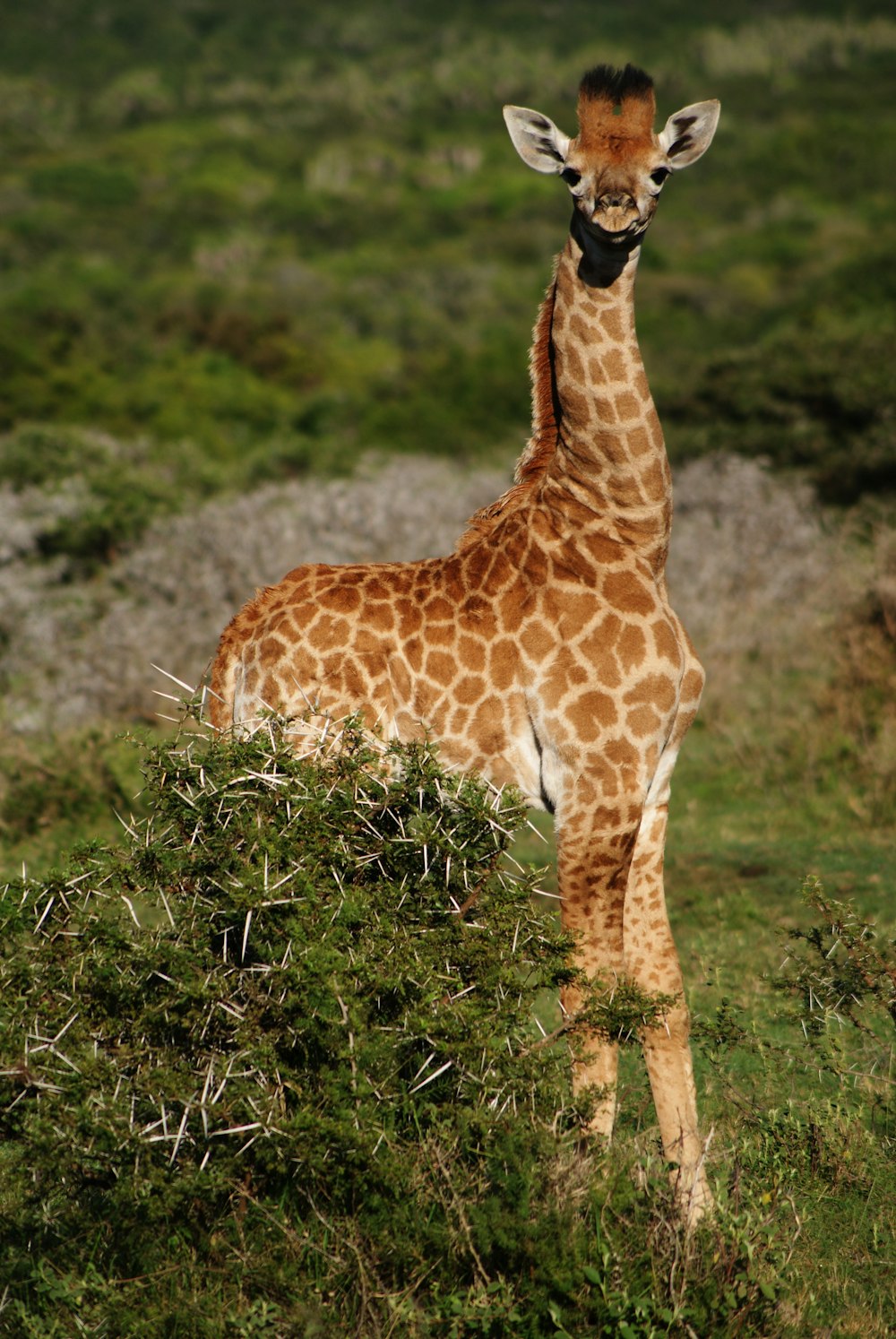 Braune Giraffe steht neben grünen Pflanzen