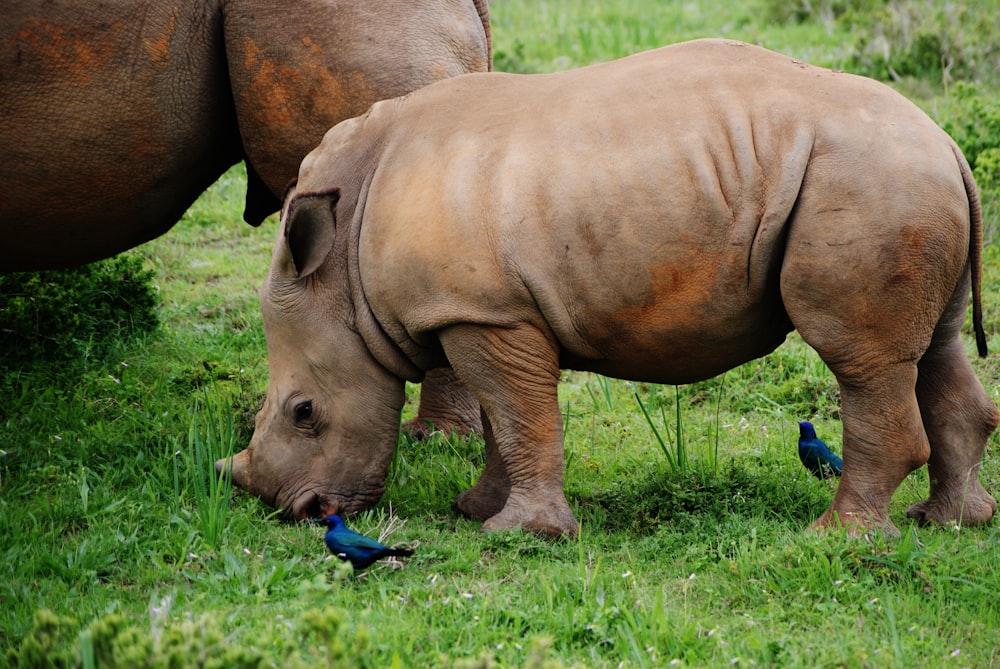 Photographie de rhinocéros gris