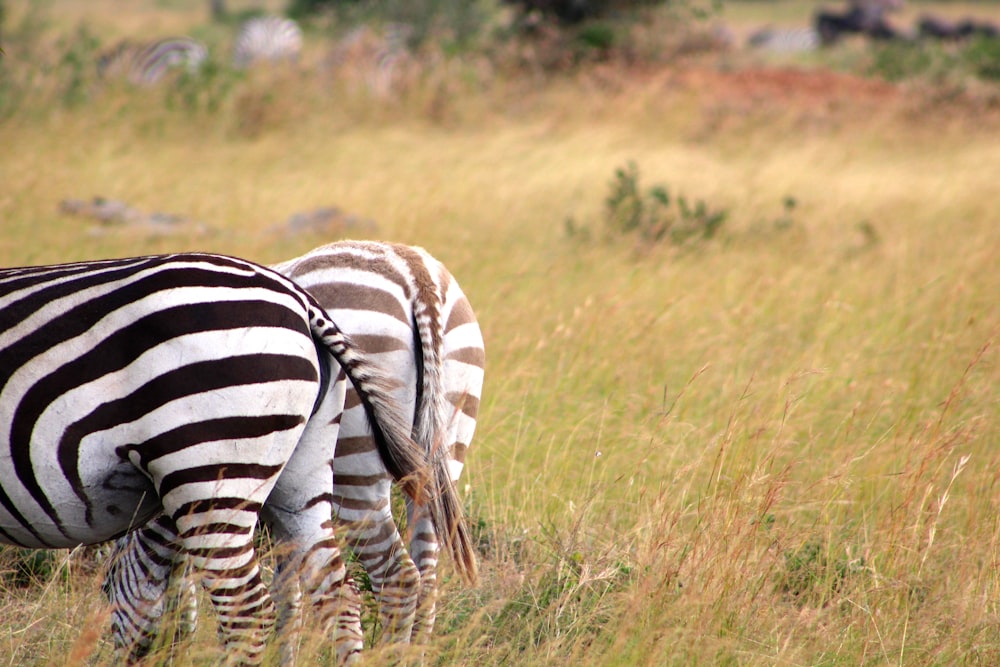 zebra on fields