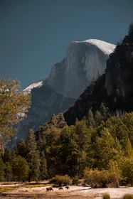 A majestic bear standing on a rocky outcrop overlooking a misty mountain valley at dawn.