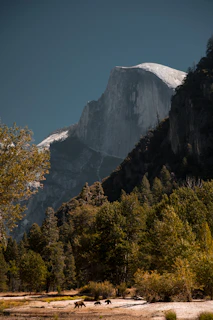 A majestic bear standing on a rocky outcrop overlooking a misty mountain valley at dawn.