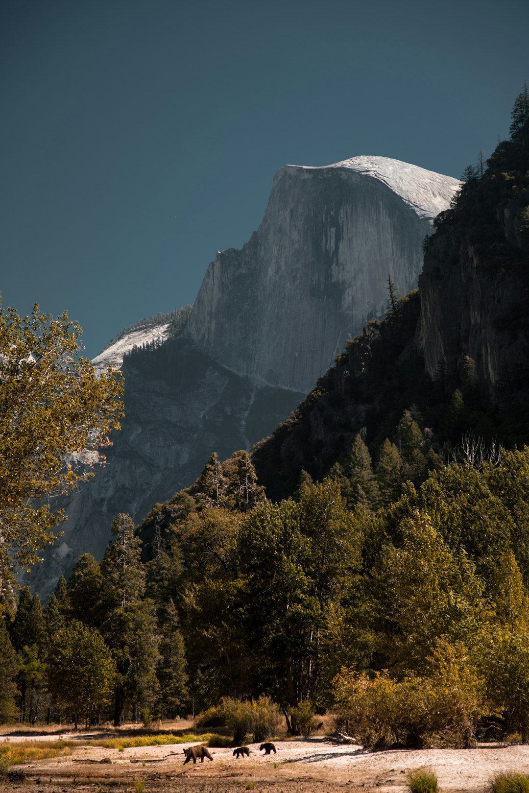 forest near mountain