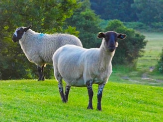 Two curious sheep standing side by side near a wooden fence with rolling green hills behind them.