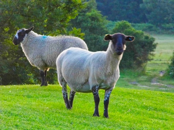 Two curious sheep standing side by side near a wooden fence with rolling green hills behind them.