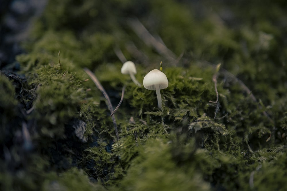 white mushroom