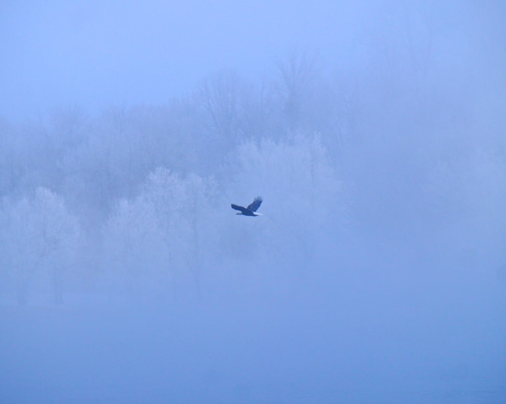 white bird flying on sky during daytime