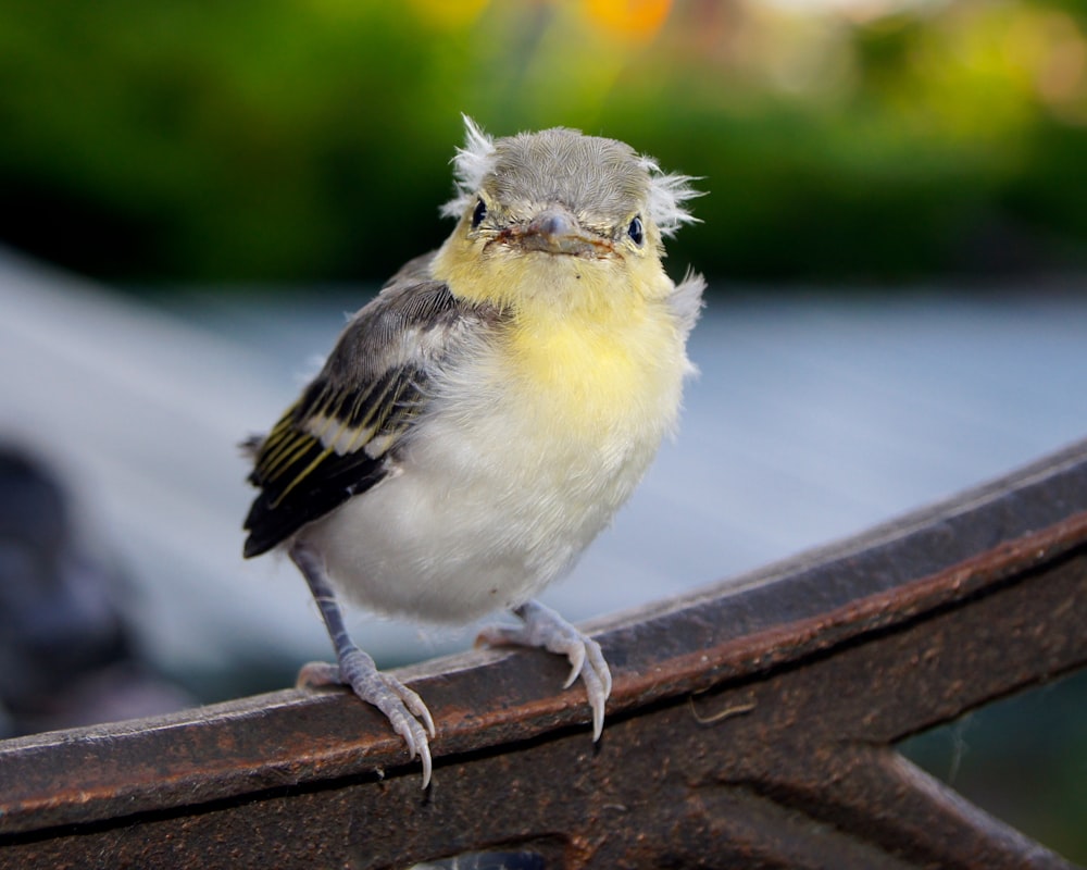 yellow and gray bird on brown wooden panel