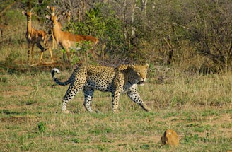 white, black, and brown tiger on green lawn grasses