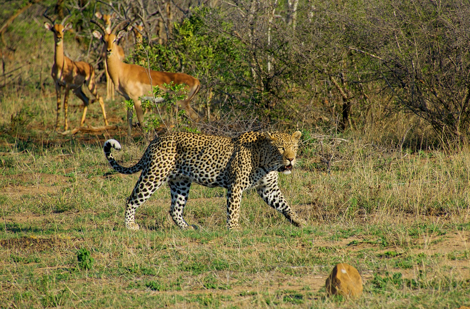 Leopard walking through the Kruger National Park ecosystem in South Africa