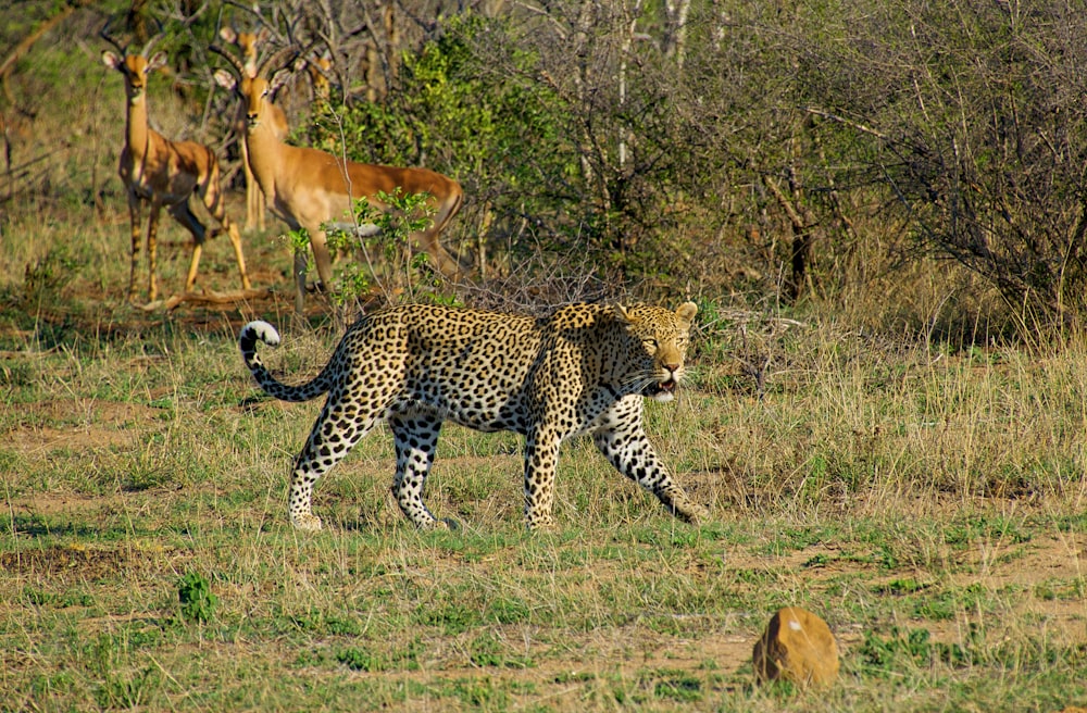 tigre bianca, nera e marrone su erbe verdi del prato