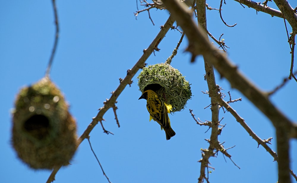 yellow bird on green nest