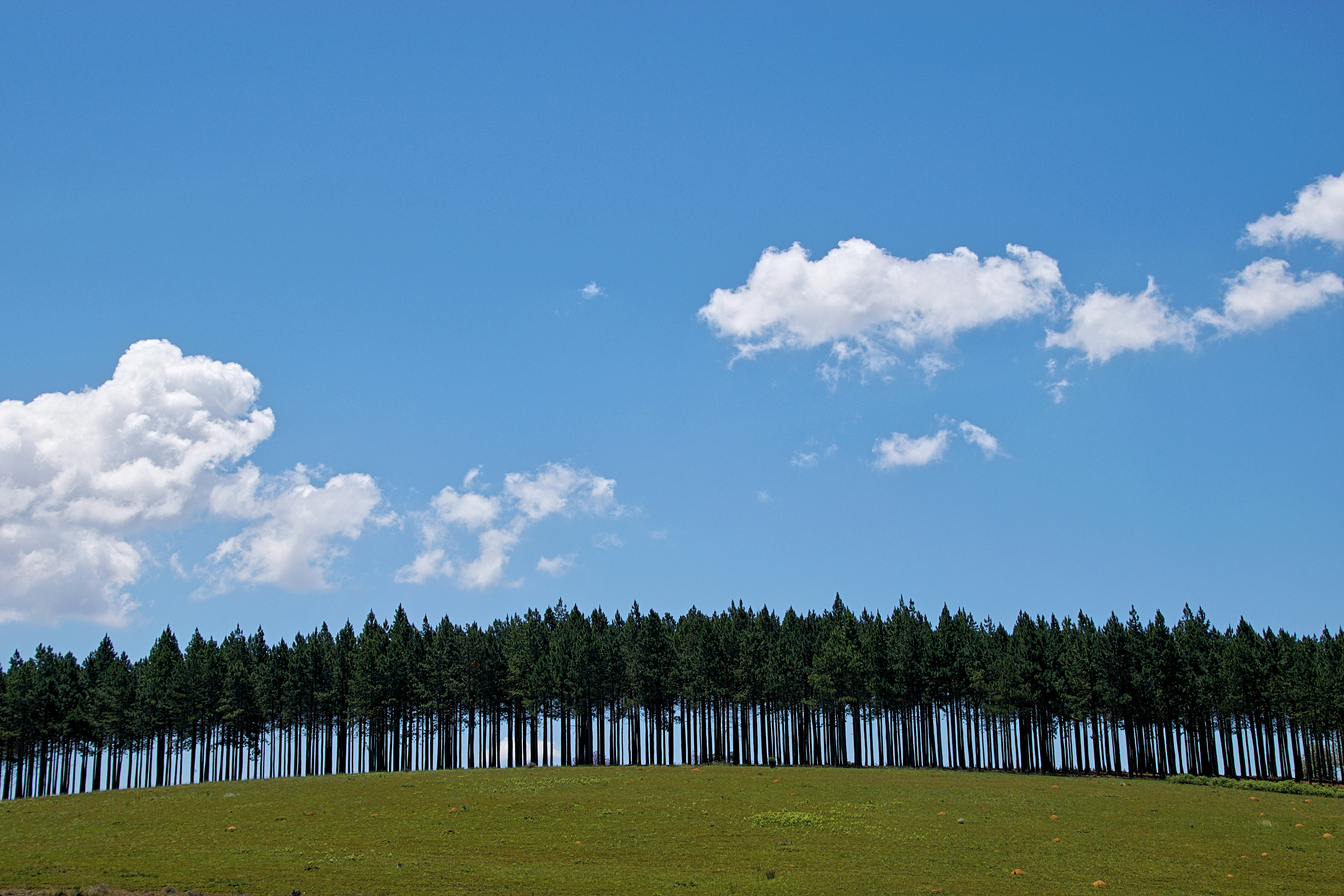 green grass field under white and blue cloudy sky