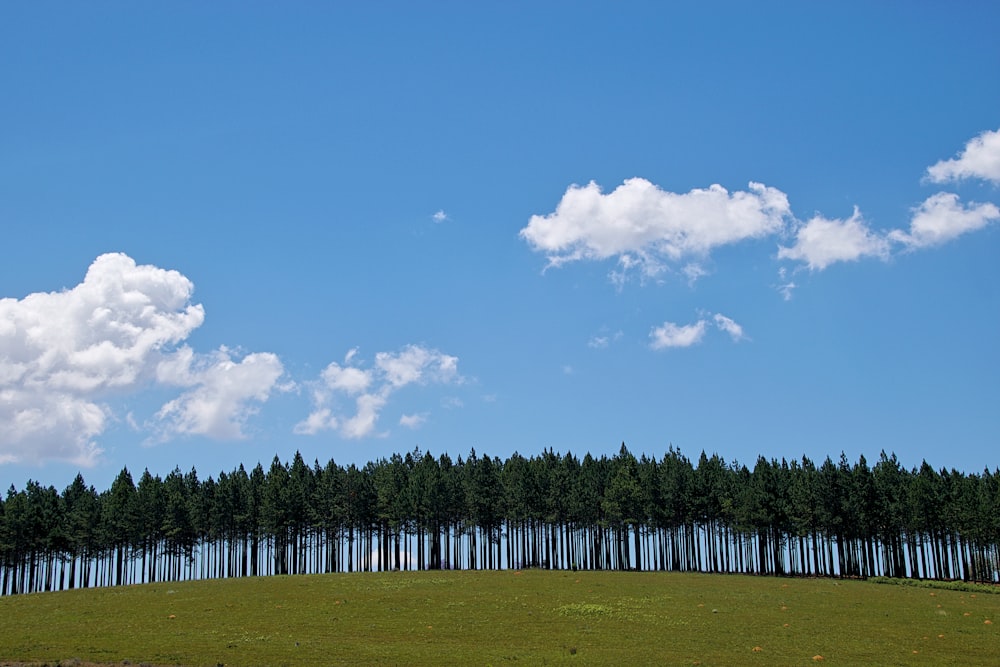 green grass field under white and blue cloudy sky