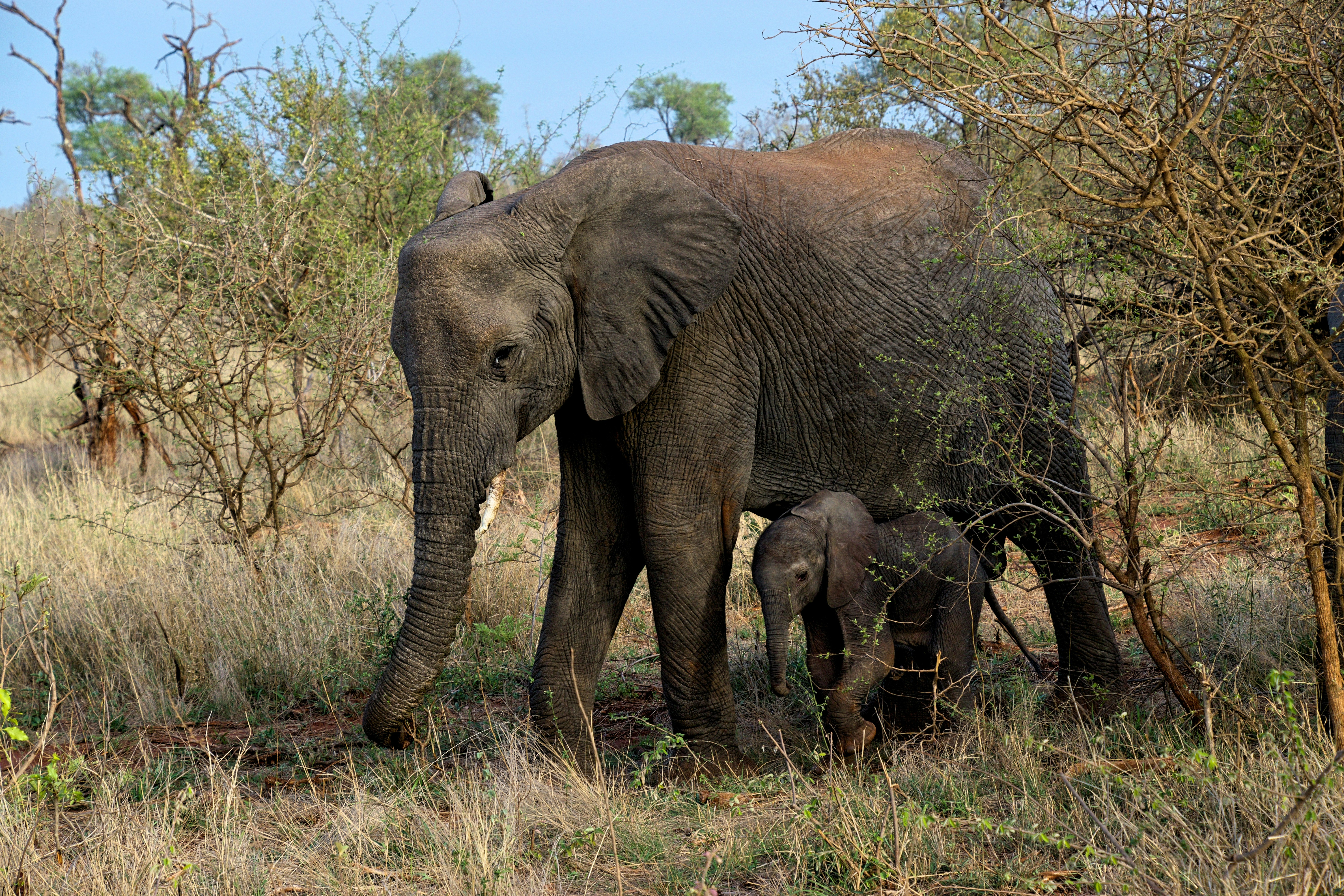 ゾウの親子のイメージ