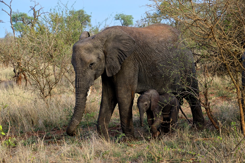 gray elephants near tree