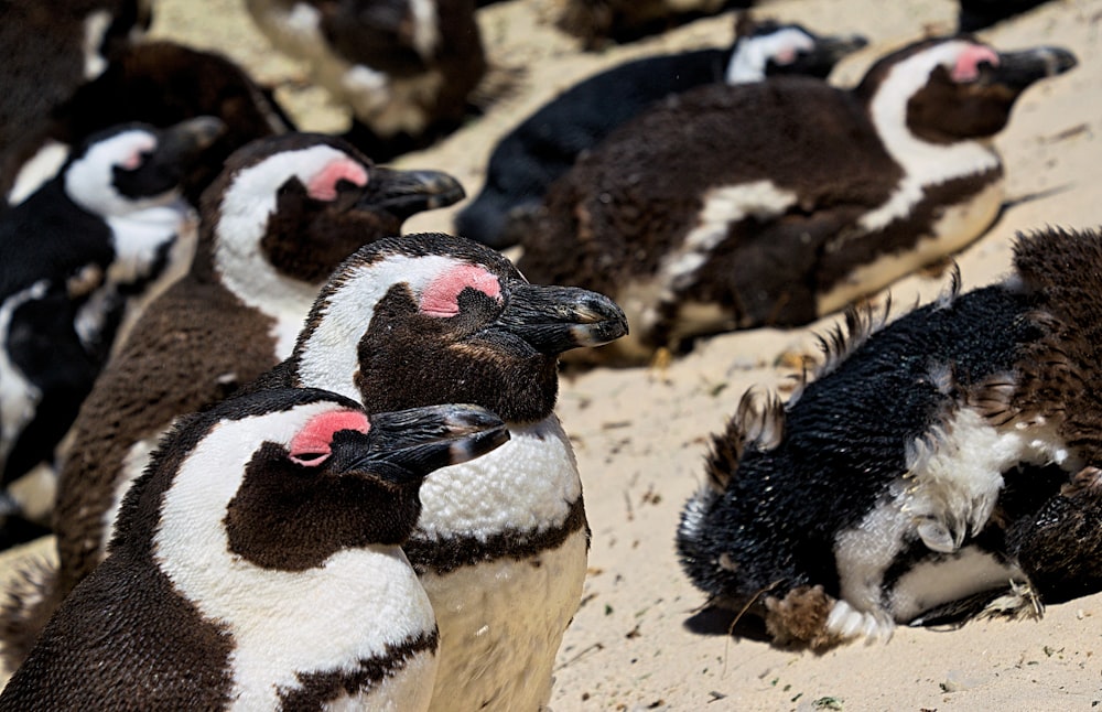 flock of white-and-black birds during daytime