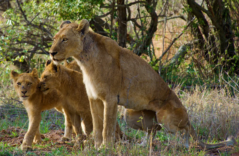 Three lionesses resting outdoors in daylight