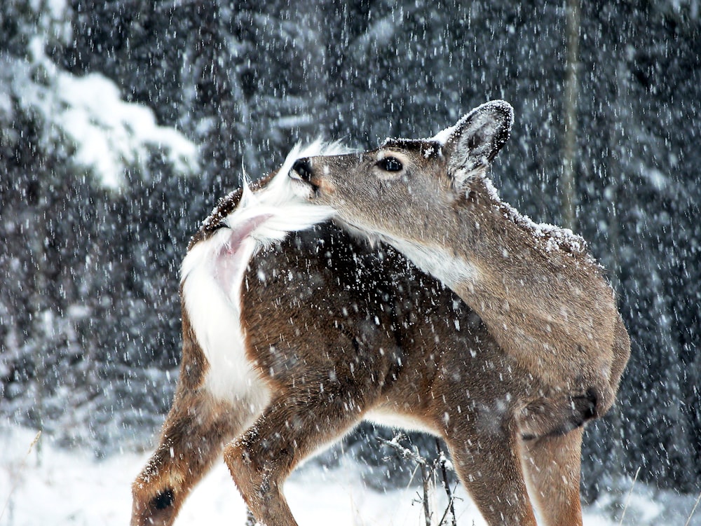 brown deer on snow