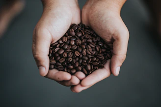 Warm, inviting photo of coffee beans being handpicked on a sunlit farm.
